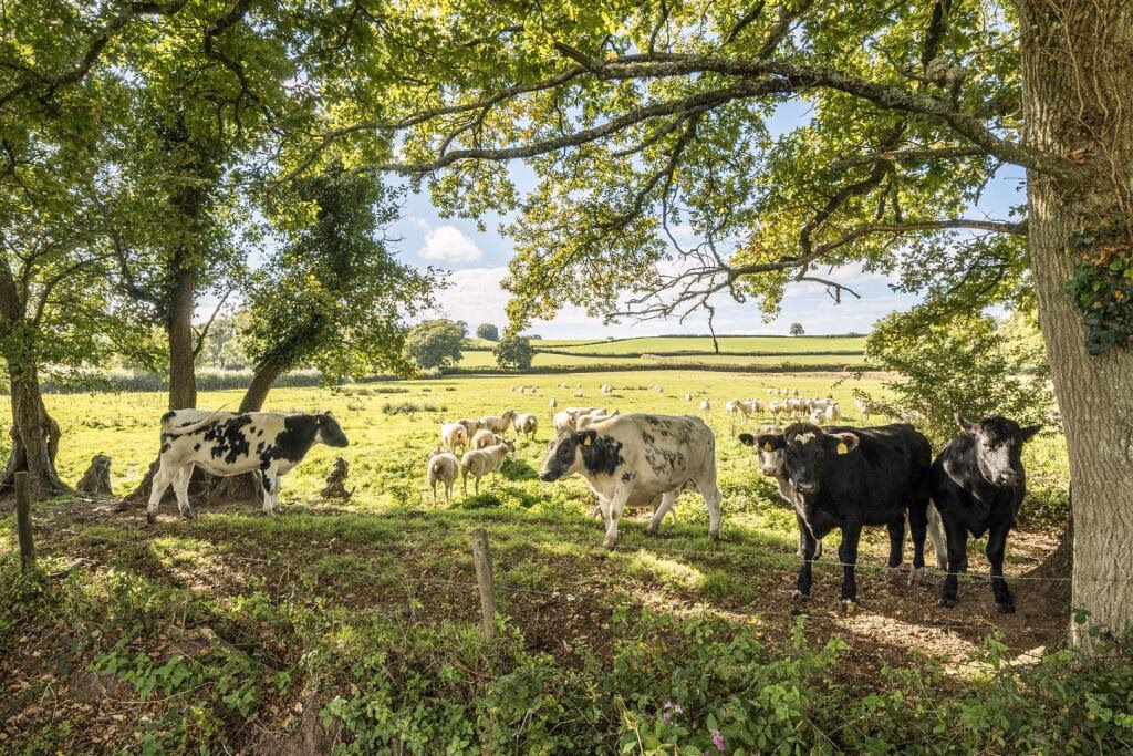 Land for sale - Image 1