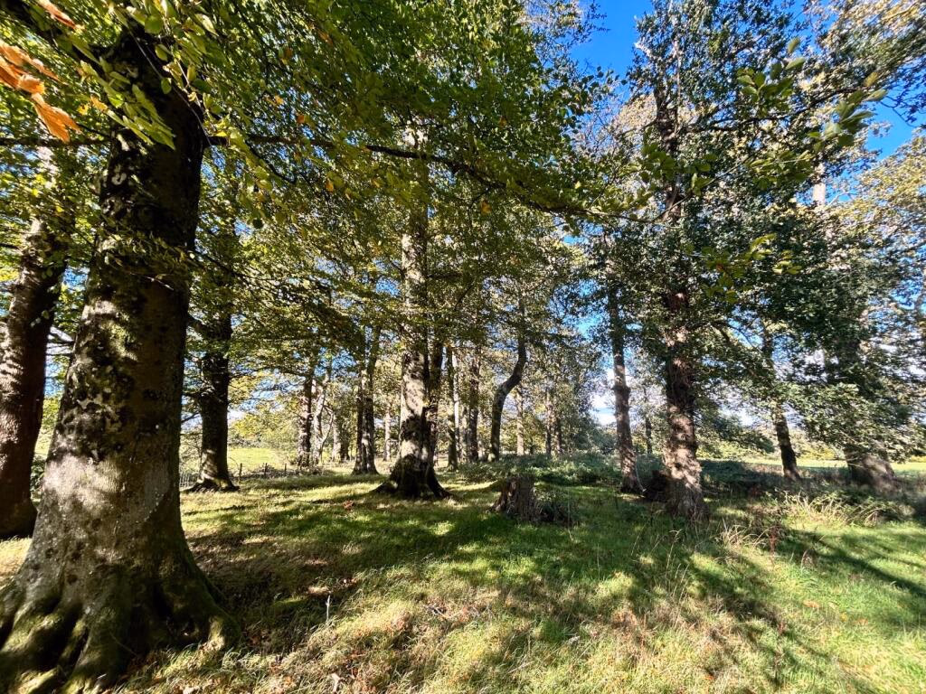 Farm land for sale - Image 4