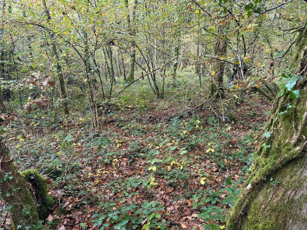 Smallholding for sale - Image 2