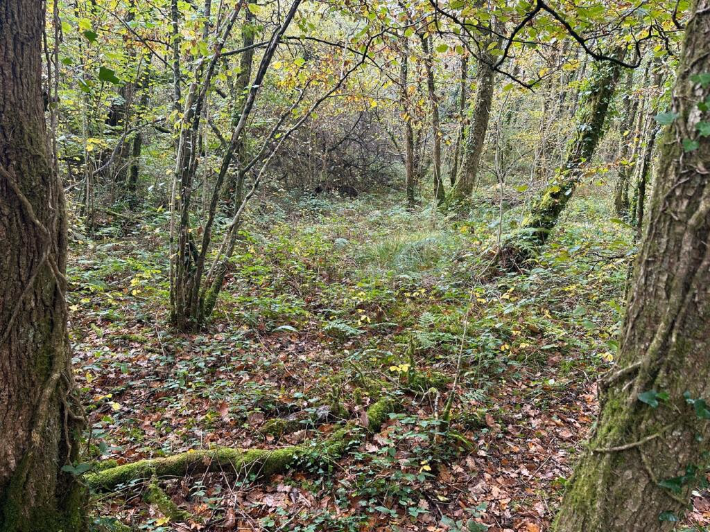 Smallholding for sale - Image 3