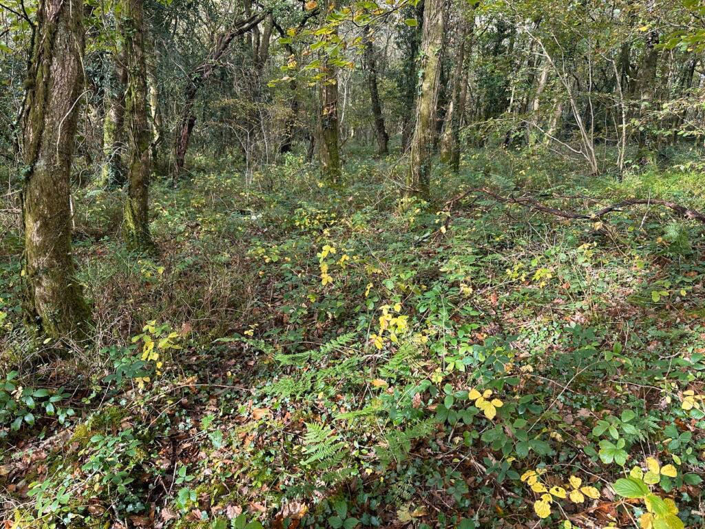 Smallholding for sale - Image 4