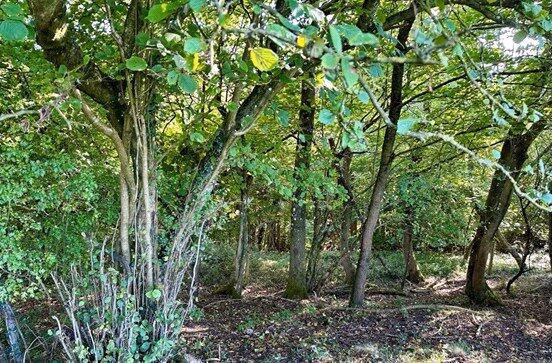 Land for sale - Image 2