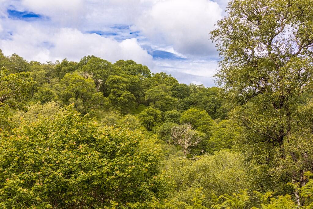 Land for sale - Image 1