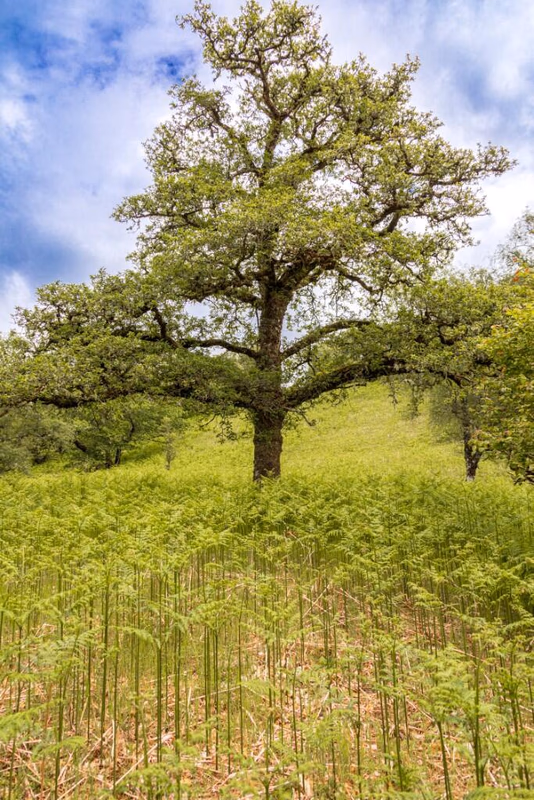 Land for sale - Image 2