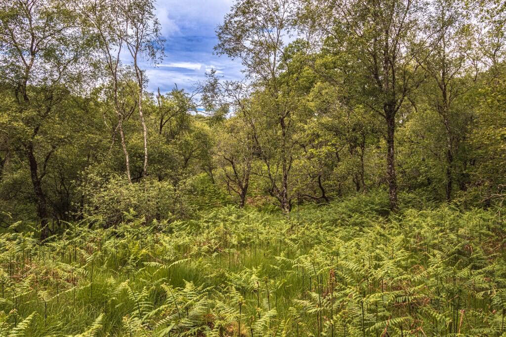 Land for sale - Image 4