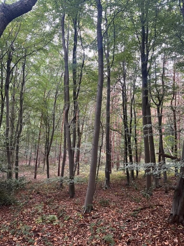 Land for sale - Image 3