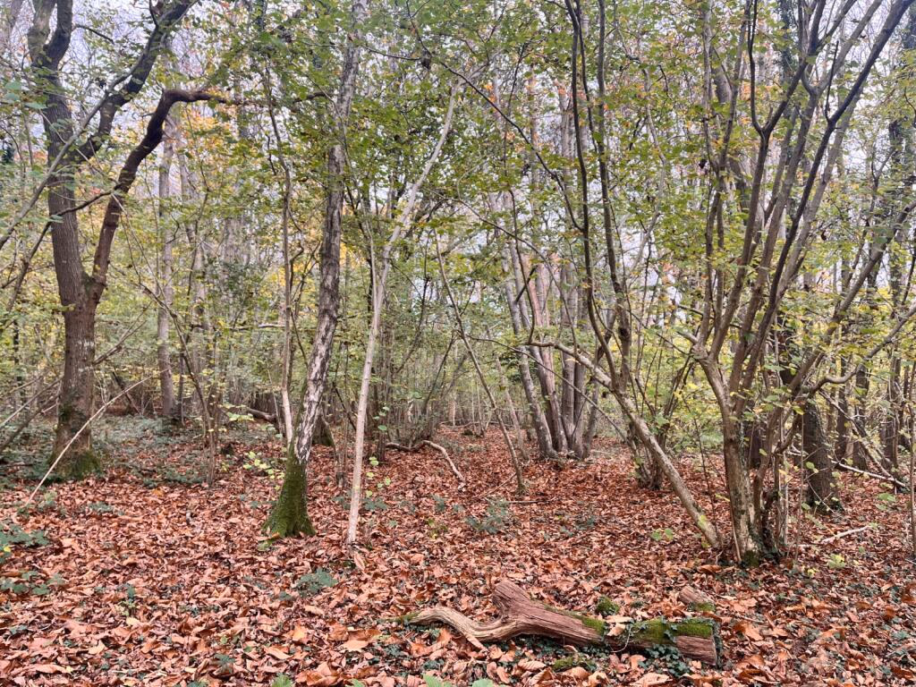 Land for sale - Image 2