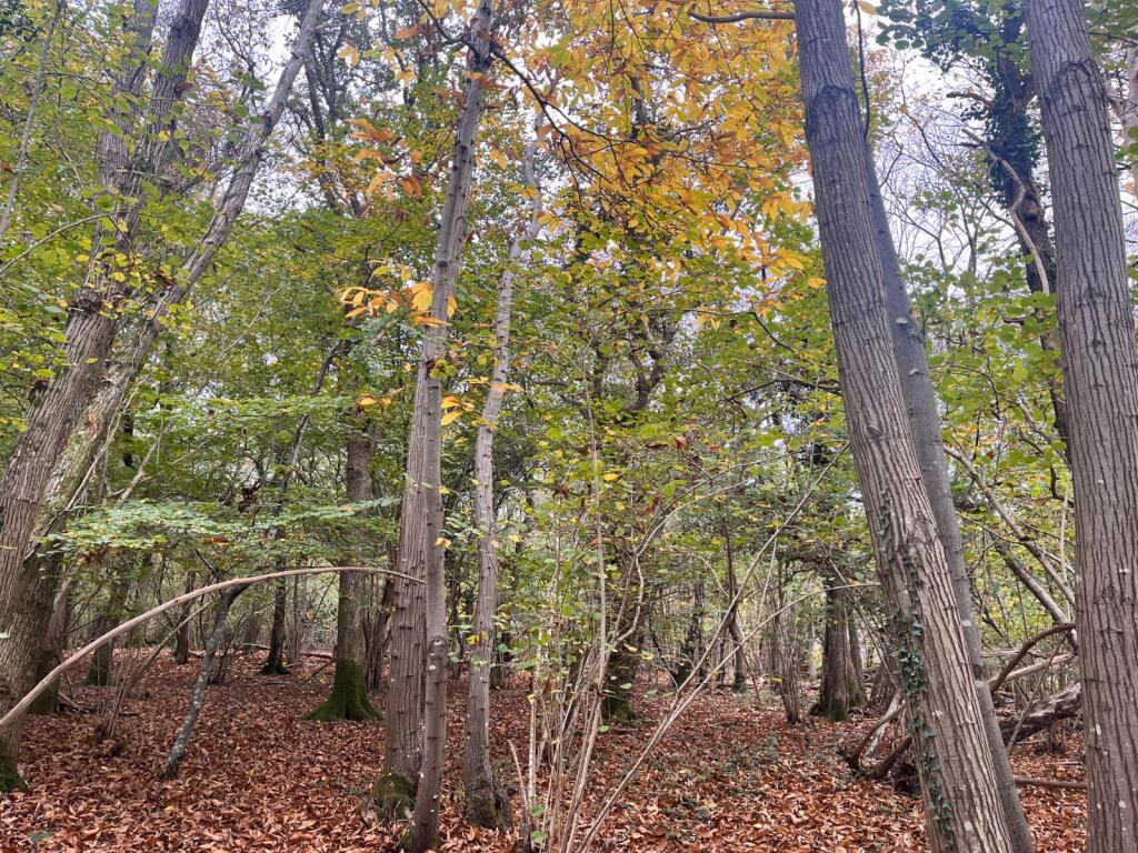 Land for sale - Image 3