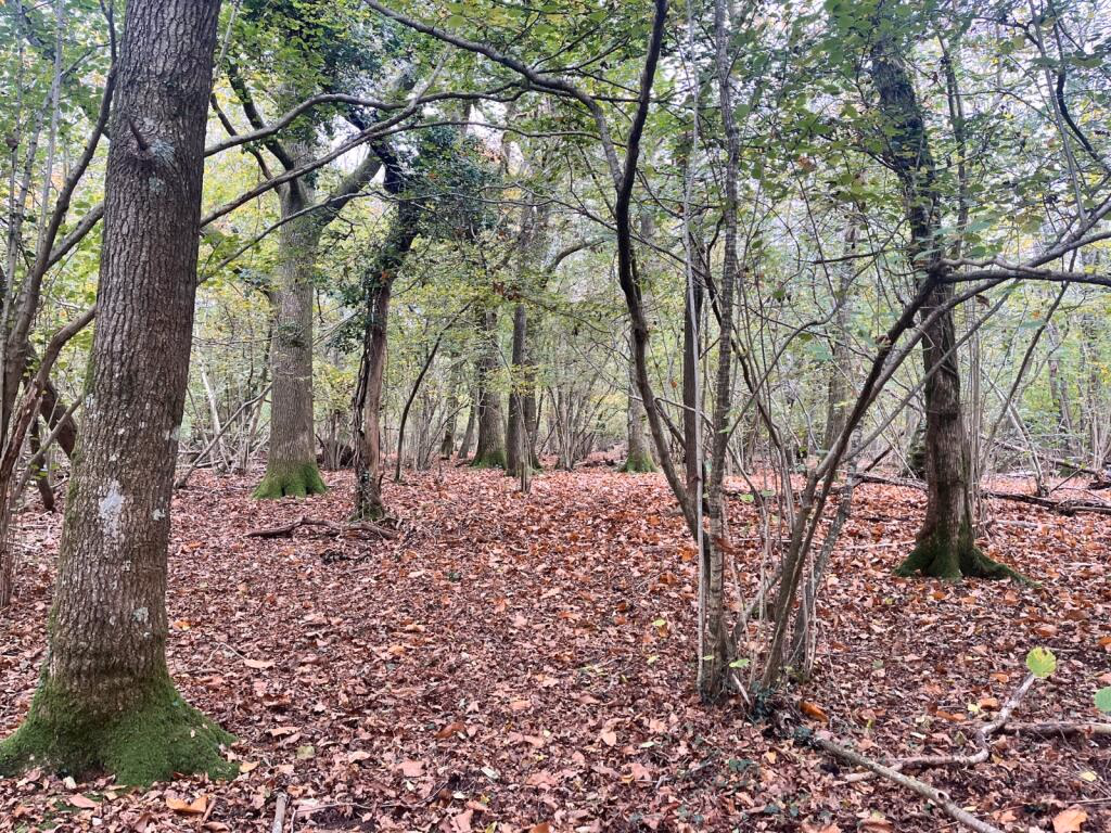 Land for sale - Image 4