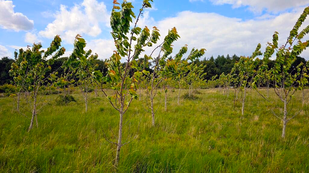 Land for sale - Image 5