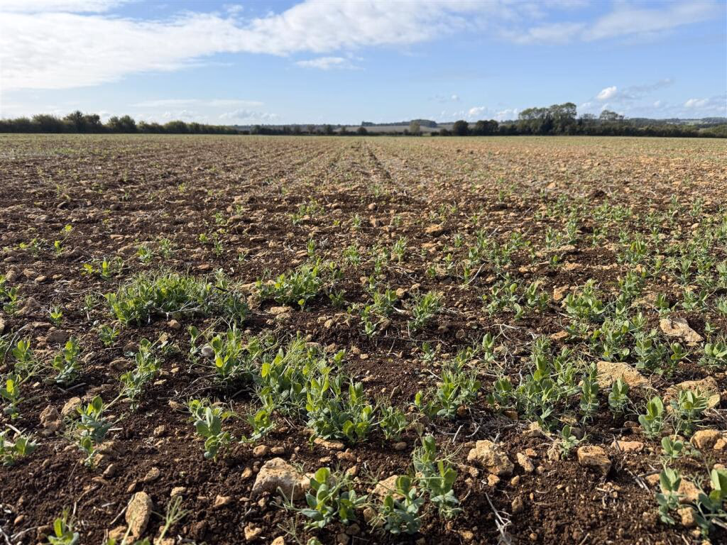 Land for sale - Image 2