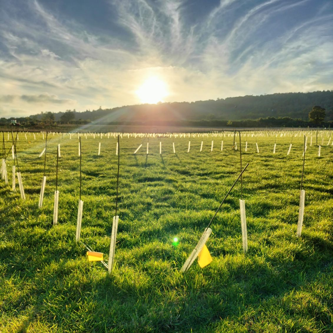 Custom Orchards in Surrey for sale - ListingImage 1