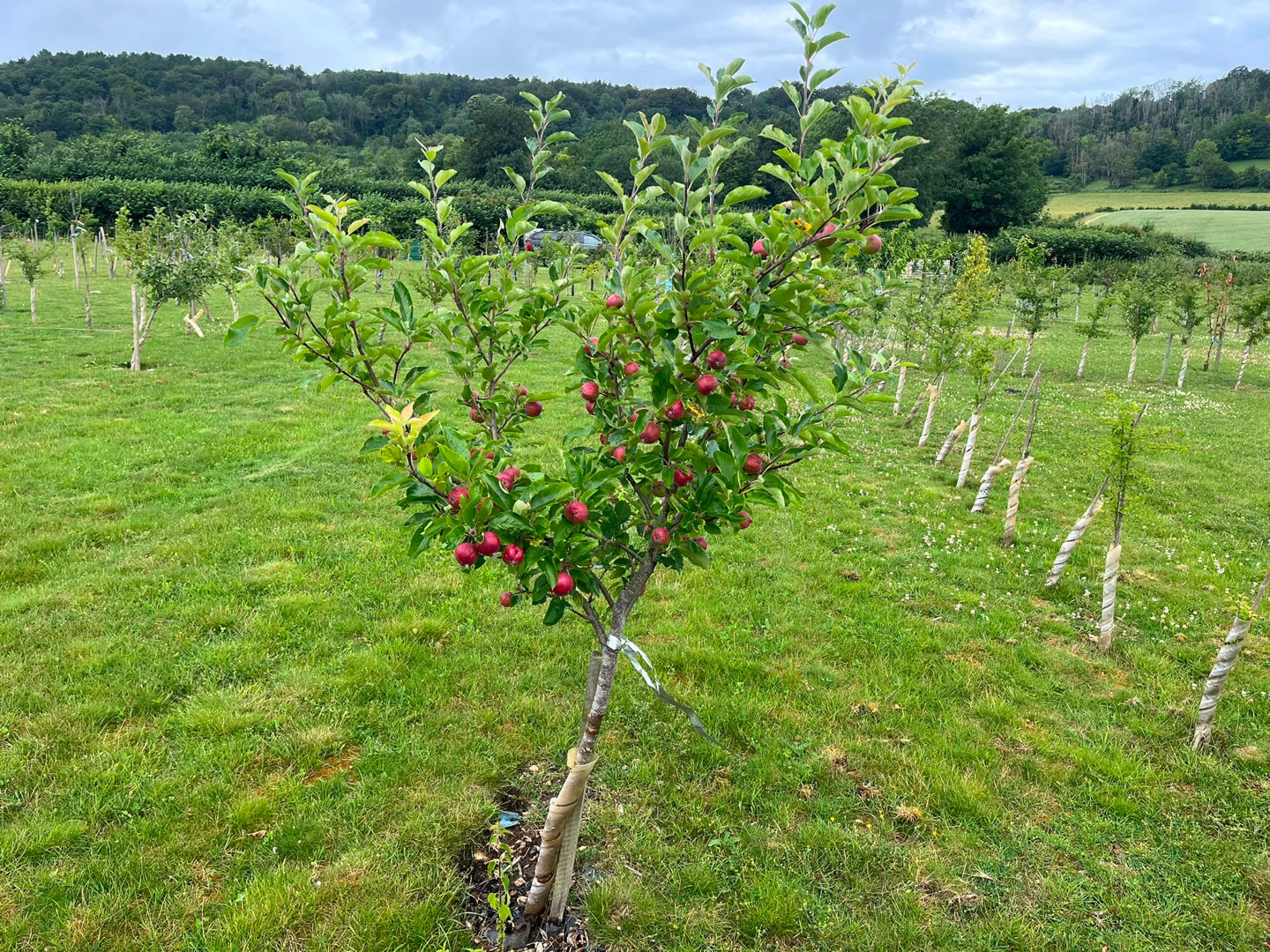 Custom Orchards in Surrey for sale - ListingImage 2
