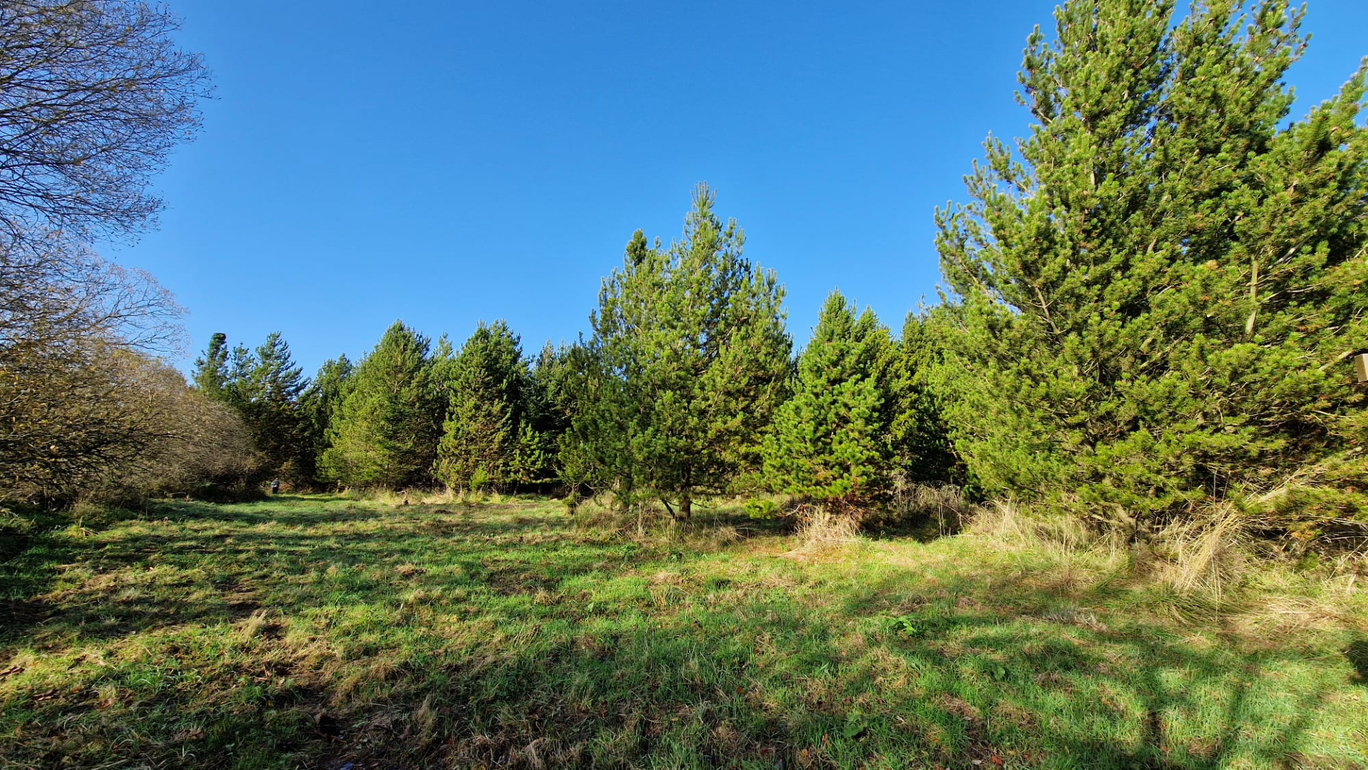 7.0 Acre woodland, Cumbria near Scottish borders.  - ListingImage 4