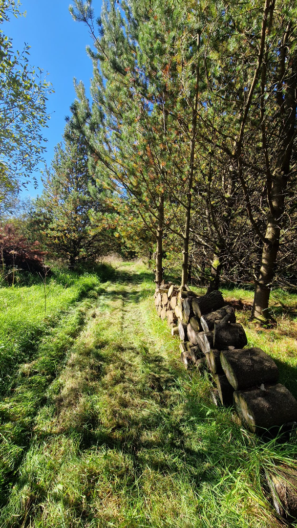 7.0 Acre woodland, Cumbria near Scottish borders.  - ListingImage 2