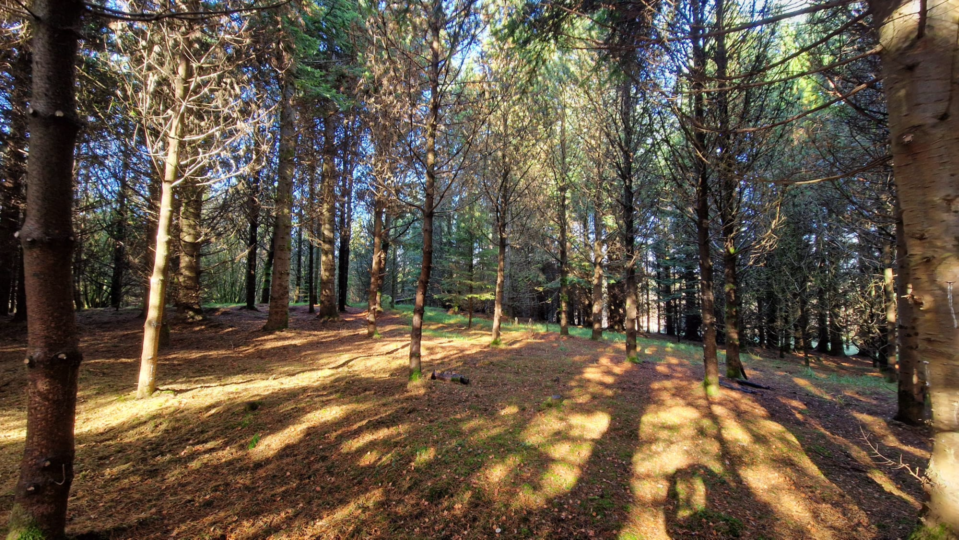 7.0 Acre woodland, Cumbria near Scottish borders.  - ListingImage 3