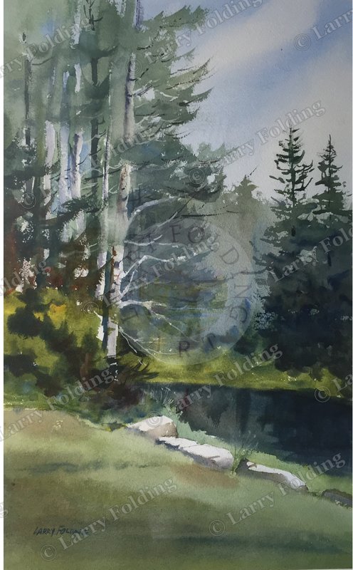 Birches in Vermont