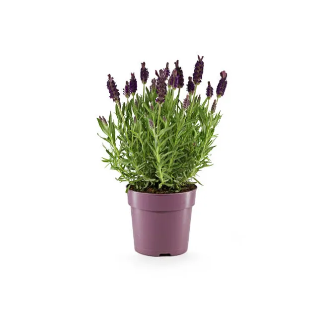 Vienmetis augalas LEVANDA vazono skersmuo 13 cm