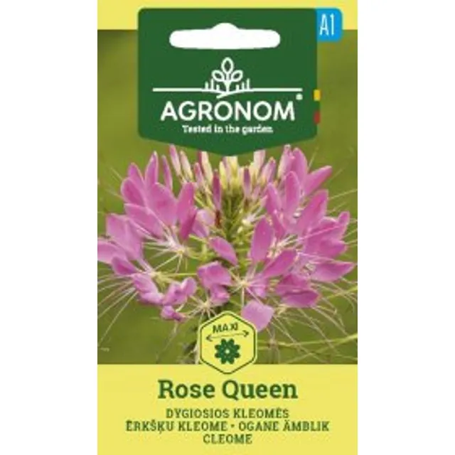 Sėklos AGRN KLEOMĖS DYGIOSIOS ROSE QUEEN