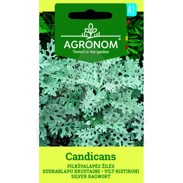 Sėklos AGRN PILKŠVALAPĖS ŽILĖS CANDICANS