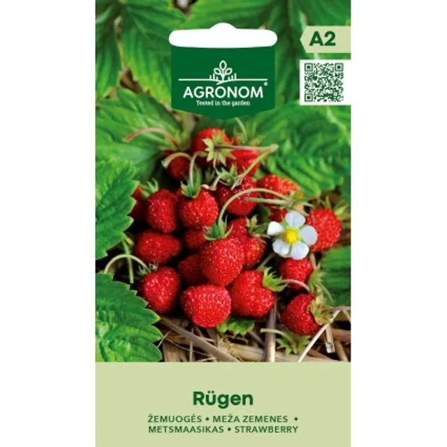 Sėklos AGRN ŽEMUOGĖS RUGEN