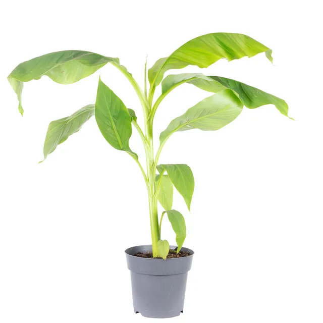Japoninis BANANAS MUSA BASJOO vazono skersmuo 17 cm