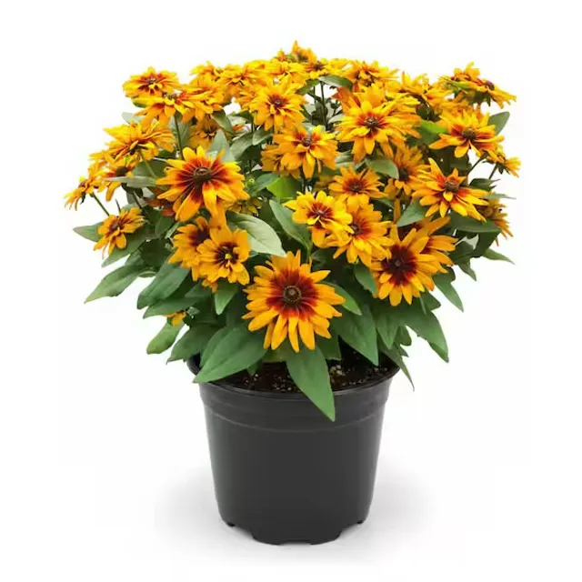 Augalas RUDBEKIJA