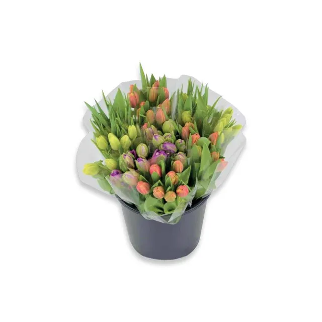 Skintos gėlės TULPĖS PARROT, 35 cm., 10 vnt