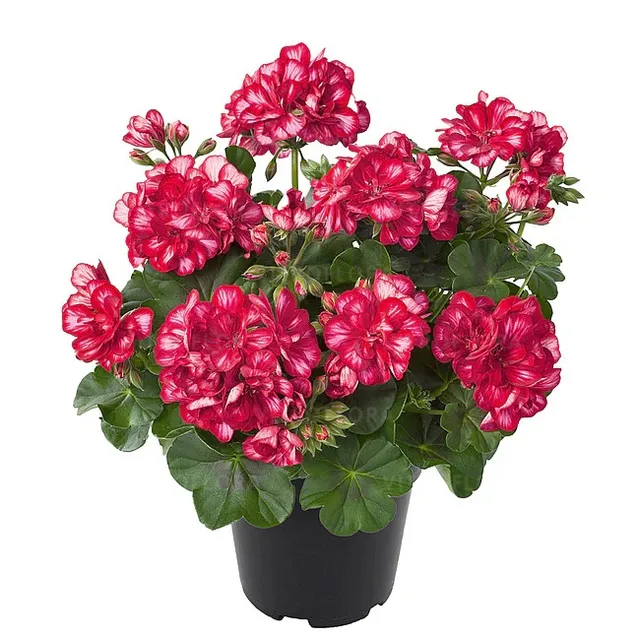 Vienmetis augalas, PELARGONIJA SVYRANTI
