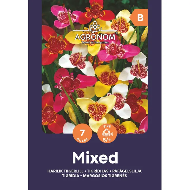 Gėlių svogūnėliai TIGRENĖS MARGOSIOS MIX, 1 vnt.