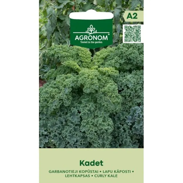 Sėklos kopūstai garbanotieji lapiniai kadet AGRN