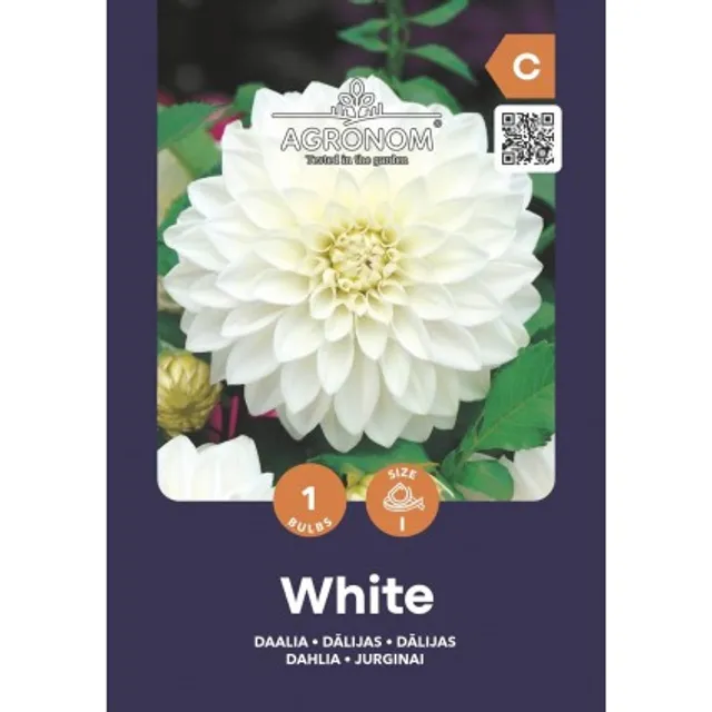 Sėklos jurginai dekoratyviniai white AGRN