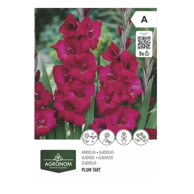 Gėlių svogunėliai AGRONOM KARDELIAI DIDŽIAŽIEDŽIAI VIOLET/PRISCILLA