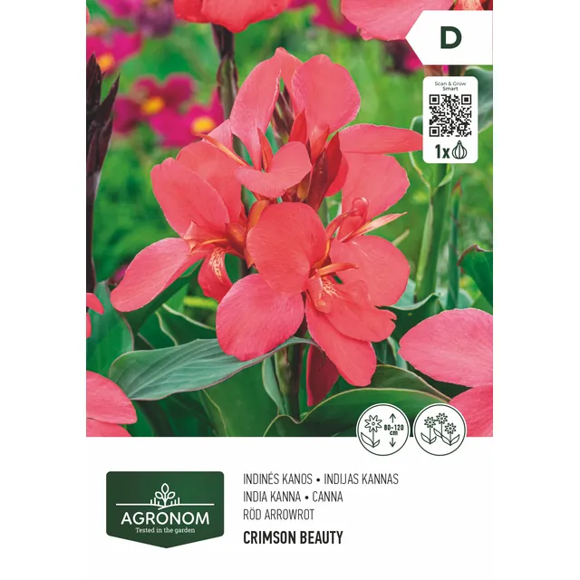 Gėlių svogunėliai AGRONOM KANOS INDINĖS PINK/NIGHT