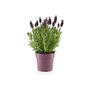 Vienmetis augalas LEVANDA vazono skersmuo 13 cm