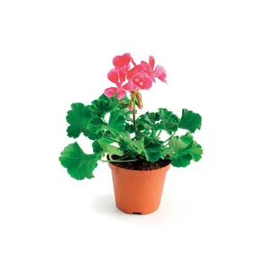 Vienmetis augalas PELARGONIJA krūminė