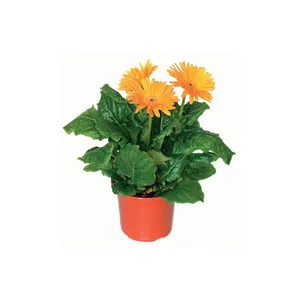Žydintis augalas GERBERA