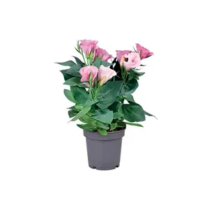 Žydintis augalas EUSTOMA