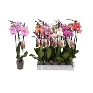 Žydintis augalas ORCHIDĖJA 3 stiebai