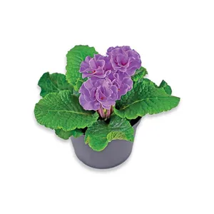 Žydintis augalas, RAKTAŽOLĖ BELARINA