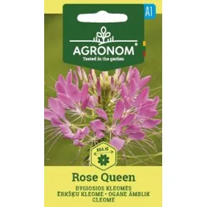Sėklos AGRN KLEOMĖS DYGIOSIOS ROSE QUEEN