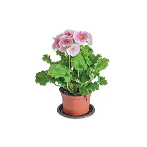 Žydintis augalas RAKTAŽOLĖ