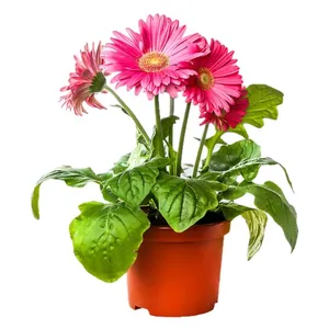 Žydintis augalas GERBERA, vazono skersmuo 12 cm