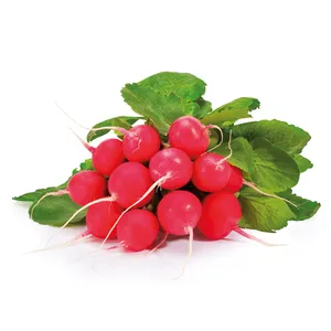 Šviežių ridikėlių ryšulėlis