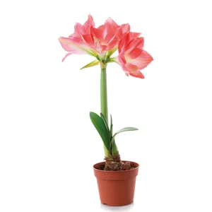 Žydintis augalas MEILENIS