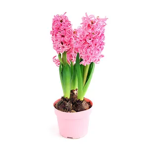 SVOGŪNINIS AUGALAS, HIACINTAS