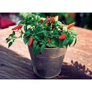 Dekoratyvinė paprika MIX, vazono skersmuo 12 cm