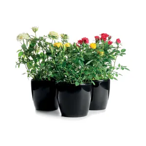 Žydintis augalas ROŽĖ DOLC'AMORE, vazono skersmuo 14 cm