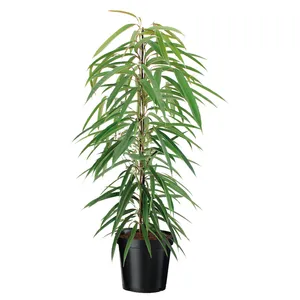 Vazoninis augalas FIKUSAS