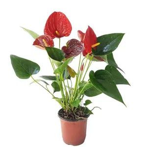 Žydintis augalas, ANTURIS